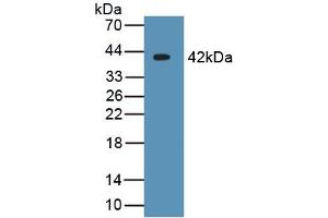 WB of Protein Standard: different control antibodies against Highly purified E. (CRYL1 ELISA 试剂盒)