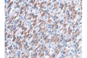 #VALUE! (LRG1 抗体  (AA 39-308))