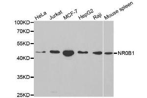 Western blot analysis of extracts of various cell lines, using NR0B1 antibody. (NR0B1 抗体  (AA 1-260))