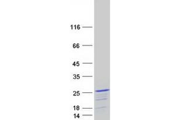 FOPNL Protein (Myc-DYKDDDDK Tag)