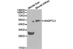 Western Blotting (WB) image for anti-Angiopoietin-Like 3 (ANGPTL3) antibody (ABIN1870975)