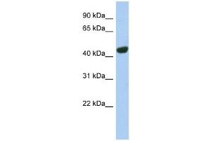 TGOLN2 antibody used at 1 ug/ml to detect target protein. (TGOLN2 抗体  (N-Term))