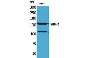 Western Blot (WB) analysis of HepG2 cells using SHIP-2 Polyclonal Antibody. (INPPL1 抗体  (Internal Region))