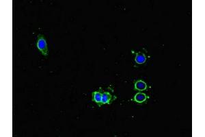 Immunofluorescent analysis of Hela cells using ABIN7163088 at dilution of 1:100 and Alexa Fluor 488-congugated AffiniPure Goat Anti-Rabbit IgG(H+L) (NOXA 抗体  (AA 1-136))