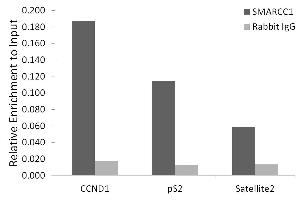 Chromatin immunoprecipitation analysis of extracts of MCF7 beta-estradiol cells, using SM/B antibody  and rabbit IgG.