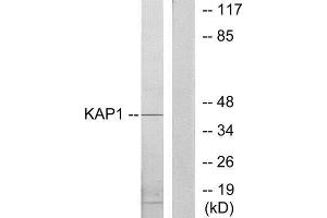 Western Blotting (WB) image for anti-Tripartite Motif Containing 28 (TRIM28) (Internal Region) antibody (ABIN1849310) (KAP1 抗体  (Internal Region))