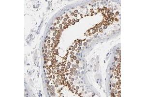 Immunohistochemical staining of human testis with IFT43 polyclonal antibody  shows strong cytoplasmic positivity in cells in seminiferus ducts at 1:50-1:200 dilution. (IFT43 抗体)