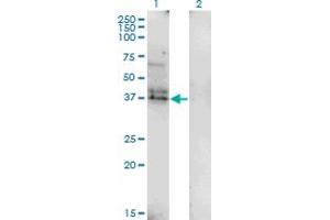 Western Blot analysis of LAIR1 expression in transfected 293T cell line by LAIR1 monoclonal antibody (M01), clone 2G4. (LAIR1 抗体  (AA 188-287))
