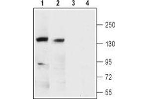 Western blot analysis of rat (lanes 1 and 3) and mouse brain membranes (lanes 2 and 4): - 1,2. (KCNMA1 抗体  (1st Extracellular Loop))