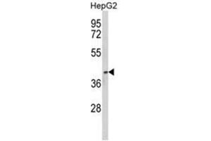 Western blot analysis of PON3 Antibody (N-term) in HepG2 cell line lysates (35ug/lane). (PON3 抗体  (N-Term))