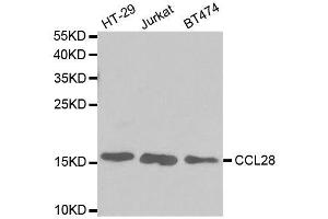 Western blot analysis of extracts of various cell lines, using CCL28 antibody. (CCL28 抗体  (AA 20-127))