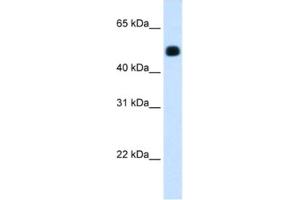 Western Blotting (WB) image for anti-3-Hydroxy-3-Methylglutaryl-CoA Synthase 2 (Mitochondrial) (HMGCS2) antibody (ABIN2462432) (HMGCS2 抗体)
