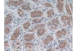 IHC-P analysis of Mouse Stomach Tissue, with DAB staining. (FLIP 抗体  (AA 210-460))
