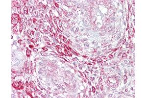 Anti-LEFTY2 antibody IHC of human uterus. (LEFTY2 抗体  (N-Term))