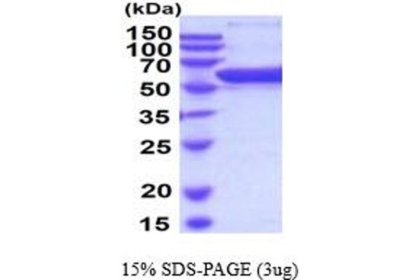 P4HB Protein (AA 20-509) (His tag)