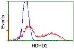 HEK293T cells transfected with either RC205967 overexpress plasmid (Red) or empty vector control plasmid (Blue) were immunostained by anti-HDHD2 antibody (ABIN2454582), and then analyzed by flow cytometry. (HDHD2 抗体)
