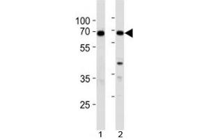 XRCC6 antibody western blot analysis in 1) 293 and 2) A549 lysate (XRCC6 抗体  (AA 228-254))