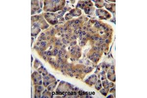 CO040 Antibody (C-term) immunohistochemistry analysis in formalin fixed and paraffin embedded human pancreas tissue followed by peroxidase conjugation of the secondary antibody and DAB staining. (C15orf40 抗体  (C-Term))