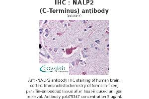 Image no. 1 for anti-NLR Family, Pyrin Domain Containing 2 (NLRP2) antibody (ABIN1737196) (NLRP2 抗体)