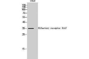 Western Blotting (WB) image for anti-Olfactory Receptor, Family 51, Subfamily A, Member 7 (OR51A7) (C-Term) antibody (ABIN3186111) (OR51A7 抗体  (C-Term))