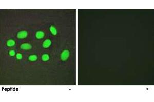 Immunofluorescence analysis of A-549 cells, using SPZ1 polyclonal antibody . (SPZ1 抗体)