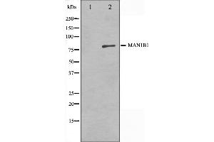 Western blot analysis on 3T3 cell lysate using MAN1B1 Antibody,The lane on the left is treated with the antigen-specific peptide. (MAN1B1 抗体  (Internal Region))