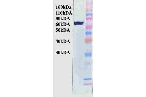 Western Blot analysis of Human Cervical cancer cell line (HeLa) lysate showing detection of Hsp70 protein using Mouse Anti-Hsp70 Monoclonal Antibody, Clone BB70 (ABIN361709 and ABIN361710). (HSP70/HSC70 抗体)