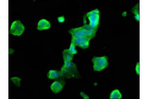 Immunofluorescence staining of 293 cells with ABIN7160453 at 1:66, counter-stained with DAPI. (MOBP 抗体  (AA 1-81))