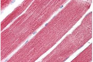 Image no. 2 for anti-Ras Homolog Gene Family, Member T1 (RHOT1) (N-Term) antibody (ABIN6749728) (RHOT1 抗体  (N-Term))
