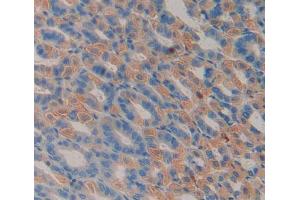 IHC-P analysis of stomach tissue, with DAB staining. (PLSCR3 抗体  (AA 99-253))