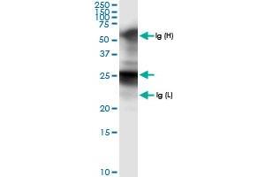 Immunoprecipitation of GSTA1 transfected lysate using anti-GSTA1 MaxPab rabbit polyclonal antibody and Protein A Magnetic Bead , and immunoblotted with GSTA1 MaxPab rabbit polyclonal antibody (D01) . (GSTA1 抗体  (AA 1-222))