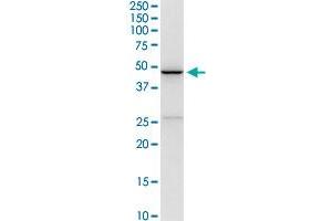 CD5L MaxPab rabbit polyclonal antibody. (CD5L 抗体  (AA 1-347))