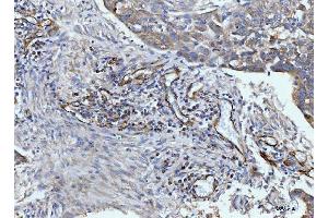 IHC analysis of CD93 using anti-CD93 antibody (ABIN7602865).
