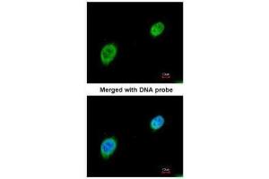 ICC/IF Image Immunofluorescence analysis of paraformaldehyde-fixed HeLa, using MEF2A, antibody at 1:200 dilution. (MEF2A 抗体  (N-Term))