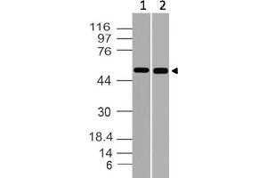 Image no. 1 for anti-RuvB-Like 1 (E. Coli) (RUVBL1) (AA 220-455) antibody (ABIN5027515) (RUVBL1 抗体  (AA 220-455))