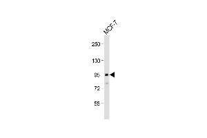 Anti-TGFBR3 Antibody (N-Term) at 1:2000 dilution + MCF-7 whole cell lysate Lysates/proteins at 20 μg per lane. (TGFBR3 抗体  (AA 285-319))