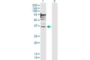 Western Blot analysis of PSMD6 expression in transfected 293T cell line by PSMD6 MaxPab polyclonal antibody.
