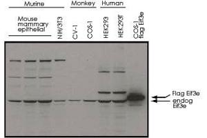 Western blot using Eif3e polyclonal antibody  shows detection of endogenous Eif3e in whole cell extracts from murine (HC-11 and NIH/3T3), monkey (CV-1 and COS-1), and human (HEK293T) cell lines as well as over-expressed Eif3e (control transfected flag-tagged Eif3e). (EIF3E 抗体  (C-Term))