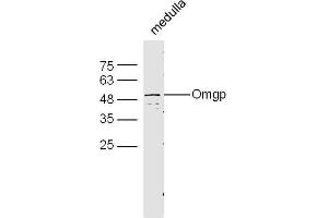 Mouse brain lysates probed with Rabbit Anti-Omgp Polyclonal Antibody, Unconjugated  at 1:500 for 90 min at 37˚C. (OMG 抗体  (AA 166-280))