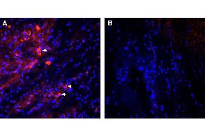 Rabbit IgG isotype control (Atto 550)