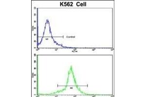 Flow cytometric analysis of K562 cells using PCM-1 Antibody (C-term)(bottom histogram) compared to a negative control cell (top histogram). (PCM1 抗体  (C-Term))