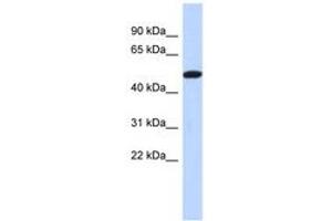Image no. 1 for anti-Tripartite Motif Family-Like 2 (TRIML2) (C-Term) antibody (ABIN6741366) (TRIML2 抗体  (C-Term))