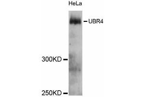 Western blot analysis of extracts of HeLa cells, using UBR4 antibody (ABIN5999138) at 1:3000 dilution. (UBR4 抗体)