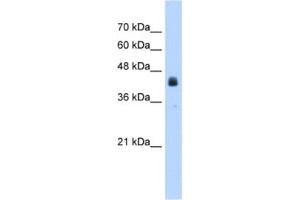 Western Blotting (WB) image for anti-Ubiquitin Specific Peptidase 16 (USP16) antibody (ABIN2462899) (USP16 抗体)
