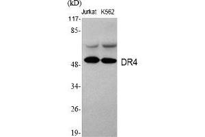 Western Blot analysis of various cells using DR4 Polyclonal Antibody. (DR4 抗体  (AA 370-450))