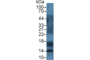 Western Blot; Sample: Porcine Lymph node lysate; Primary Ab: 1µg/ml Rabbit Anti-Bovine S100A12 Antibody Second Ab: 0.