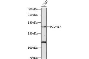 Western blot analysis of extracts of 293T cells, using PCDH17 antibody (ABIN6128583, ABIN6145291, ABIN6145292 and ABIN6214796) at 1:1000 dilution. (PCDH17 抗体  (AA 610-710))