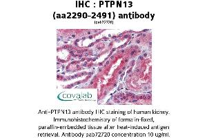 Image no. 2 for anti-Protein tyrosine Phosphatase, Non-Receptor Type 13 (APO-1/CD95 (Fas)-Associated Phosphatase) (PTPN13) (AA 2290-2491) antibody (ABIN2852377) (PTPN13 抗体  (AA 2290-2491))