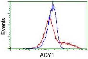 HEK293T cells transfected with either RC201284 overexpress plasmid (Red) or empty vector control plasmid (Blue) were immunostained by anti-ACY1 antibody (ABIN2454817), and then analyzed by flow cytometry. (Aminoacylase 1 抗体)