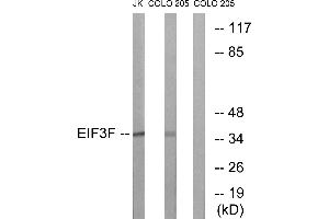 Immunohistochemistry analysis of paraffin-embedded human brain tissue using EIF3F antibody. (EIF3F 抗体  (Internal Region))